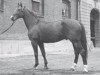 horse Diskus (Hanoverian, 1970, from Domspatz)