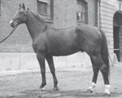 stallion Diskus (Hanoverian, 1970, from Domspatz)