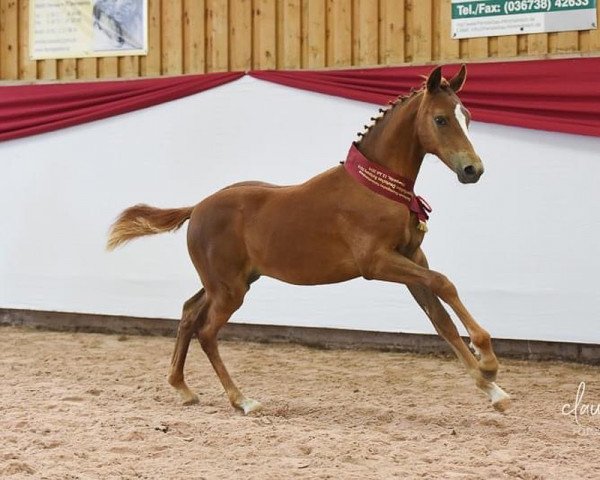 jumper Great Grimaldi (German Riding Pony, 2019, from Hesselteichs Grimaldi)