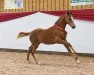 jumper Great Grimaldi (German Riding Pony, 2019, from Hesselteichs Grimaldi)