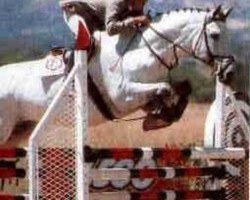 stallion Dupont (Hanoverian, 1983, from Diskus)