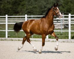 jumper Zirocco (Hanoverian, 2016, from Zirocco Blue)