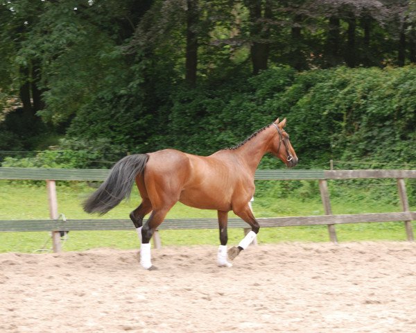 Springpferd Antonio Z (Zangersheide Reitpferd, 2012, von Asca Z)