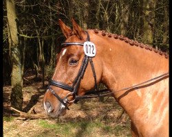 jumper C'est la vie vA (Holsteiner, 2009, from Clinsmann 2)