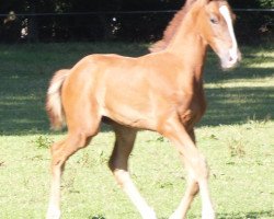 dressage horse Quintus (Westphalian, 2016, from Quotenkönig 2)