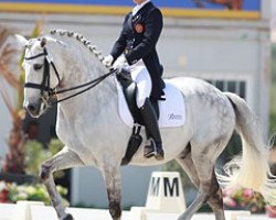 dressage horse Vendaval 4 (Lusitano, 2004, from Navalheiro)