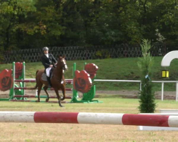 Reitturnier Wernigerode 2019