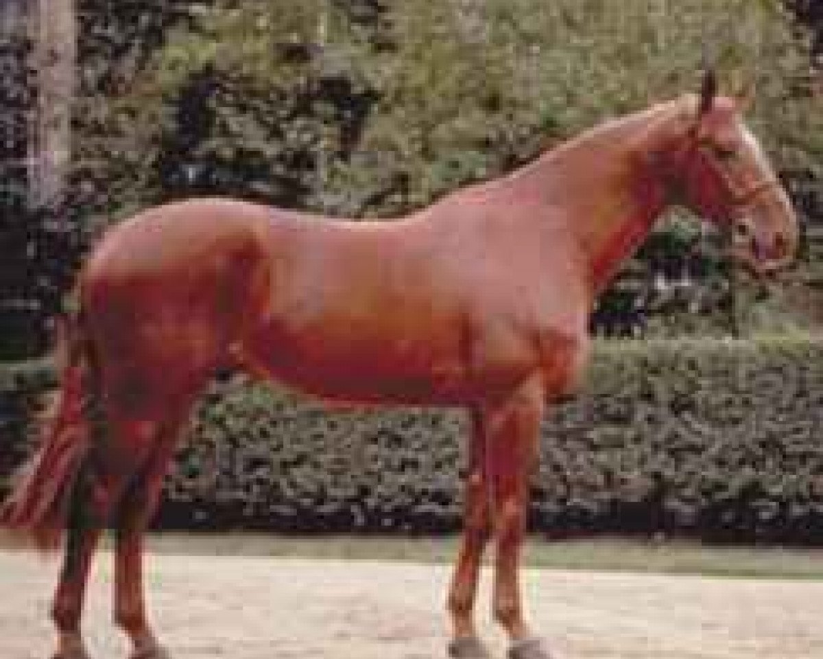 stallion Alfa d'Elle (Selle Français, 1988, from Grand Veneur)