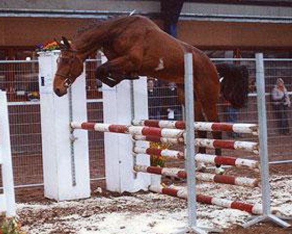 stallion Figaro du Ri d'Asse (Belgian Warmblood, 2004, from Thunder van de Zuuthoeve)