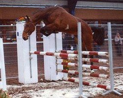 stallion Figaro du Ri d'Asse (Belgian Warmblood, 2004, from Thunder van de Zuuthoeve)