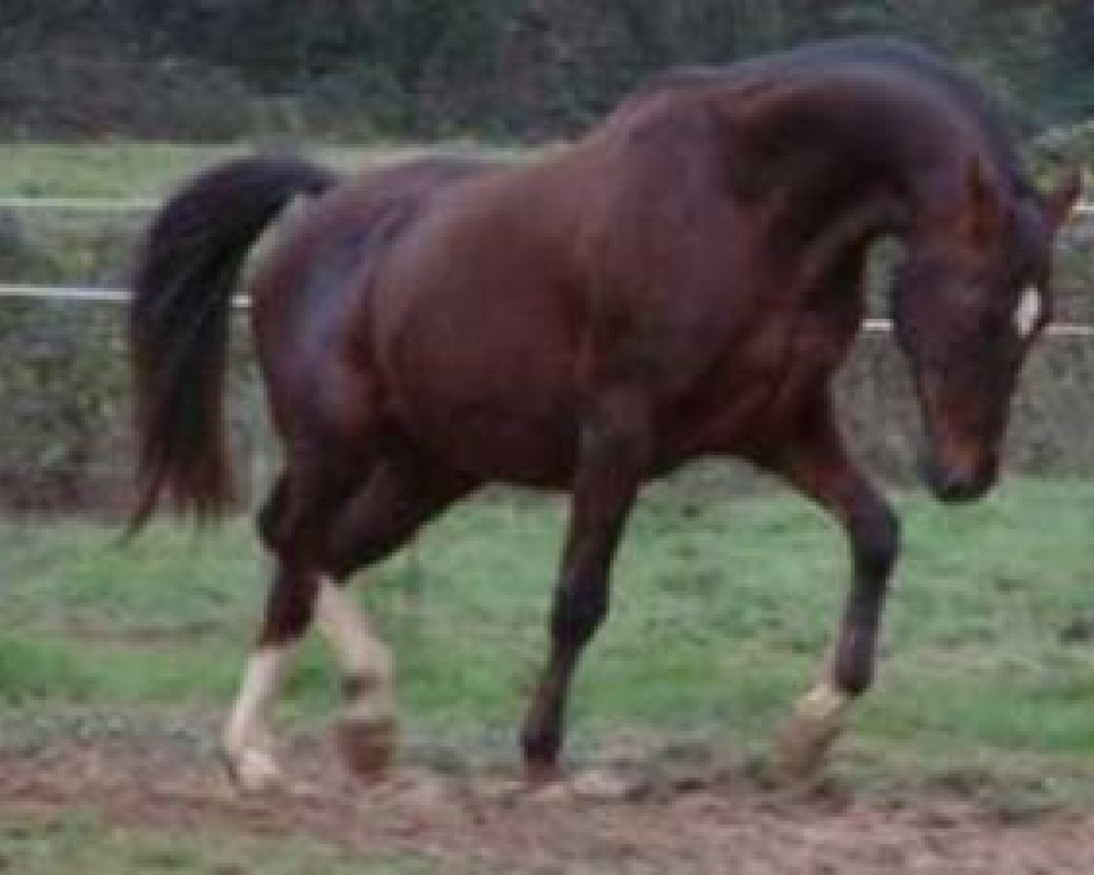 stallion Rif du Crocq AA (Anglo-Arabs, 1983, from Barigoule AA)