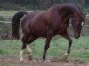 stallion Rif du Crocq AA (Anglo-Arabs, 1983, from Barigoule AA)