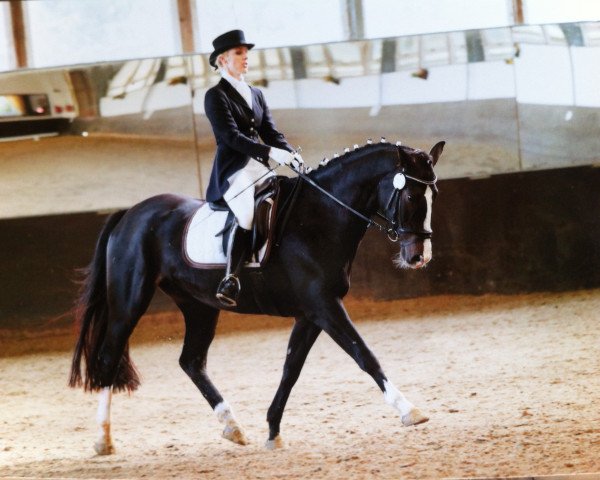 Springpferd Casanova 437 (Koninklijk Warmbloed Paardenstamboek Nederland (KWPN), 2007, von Discovery)