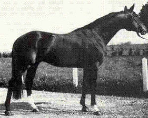 stallion Rio Negro AA (Anglo-Arabs, 1966, from Nithard AA)