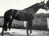 stallion Rio Negro AA (Anglo-Arabs, 1966, from Nithard AA)