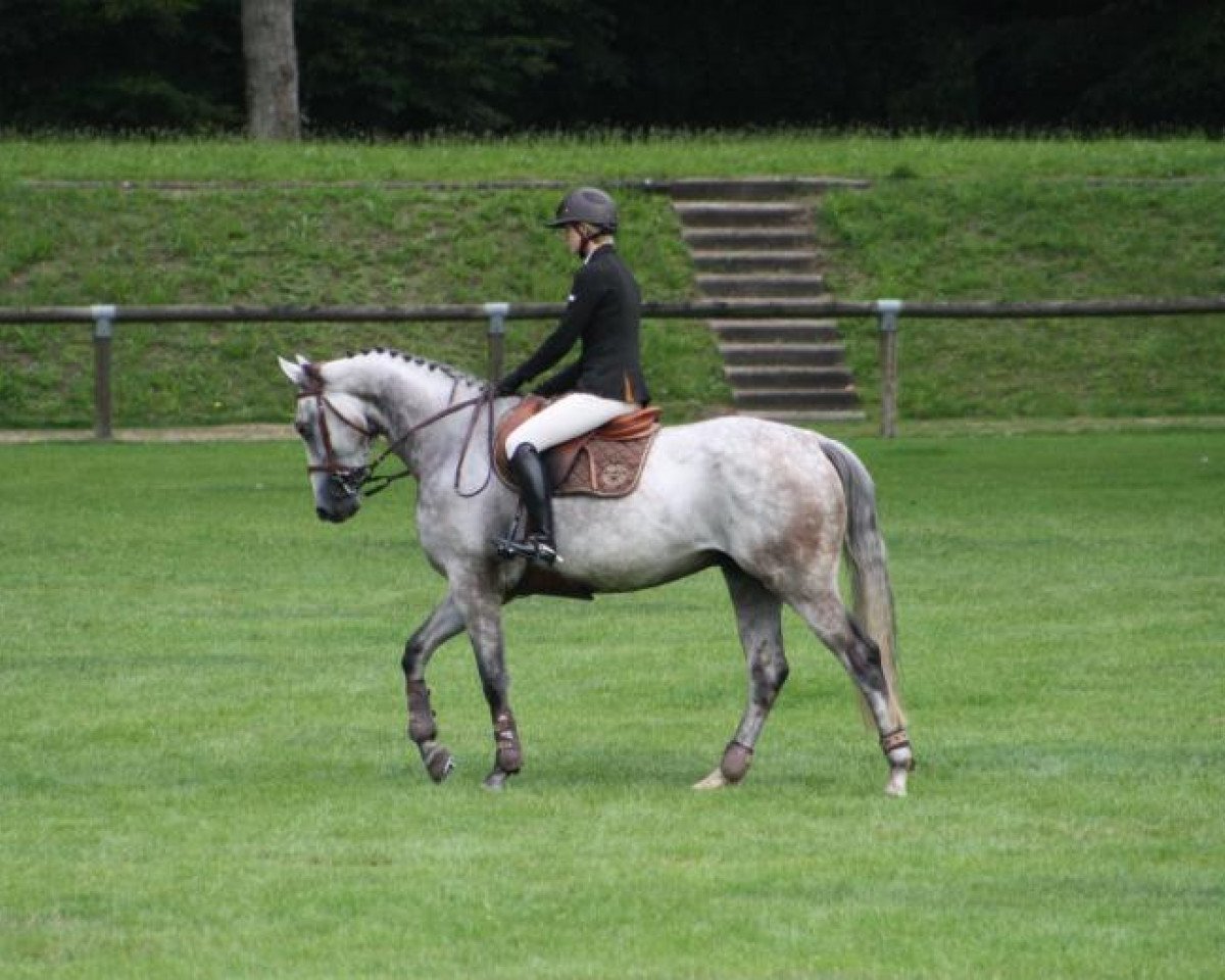 Springpferd Spirit D'Allez (Selle Français, 2006, von Airborne Montecillo)