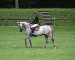 Springpferd Spirit D'Allez (Selle Français, 2006, von Airborne Montecillo)