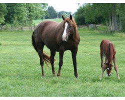 broodmare Orphee du Fougeret (Selle Français, 2002, from Rox de la Touche)