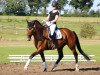 dressage horse Heavens Destiny (Hanoverian, 2011, from Hohenzollern)