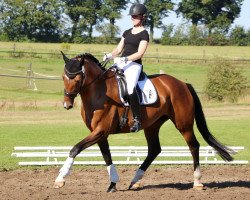 dressage horse Heavens Destiny (Hanoverian, 2011, from Hohenzollern)