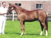 broodmare Ibiza du Bois (Nederlands Rijpaarden en Pony, 1999, from Golden Dancer)