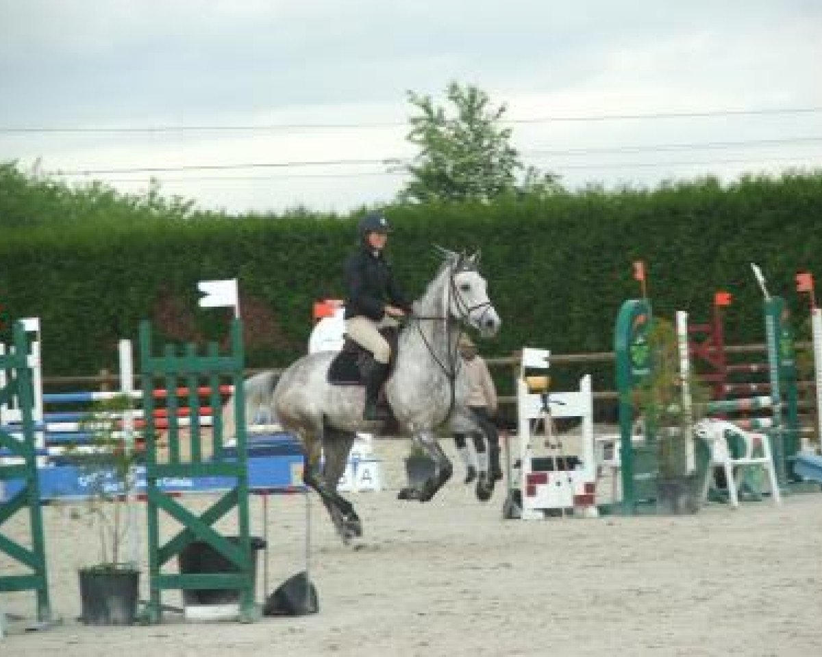 Springpferd Urkham du Bosc (Selle Français, 2008, von Airborne Montecillo)