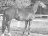 stallion Fol Vent AA (Anglo-Arabs, 1971, from Ventoux AA)