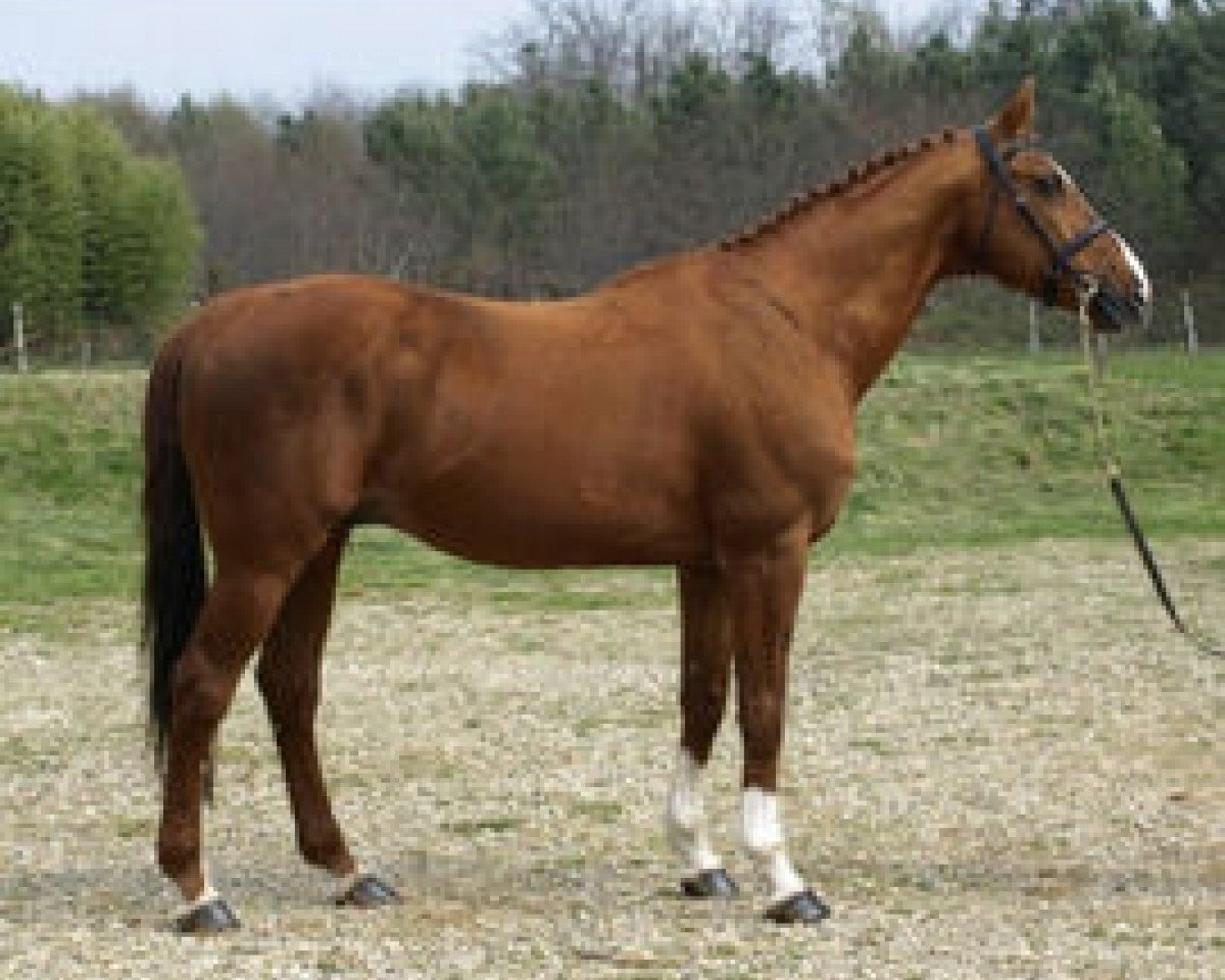 stallion Graves AA (Anglo-Arabs, 1987, from Fayriland II AA)