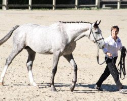 Springpferd Vermillon de Nardat (Anglo-Araber, 2009, von Airborne Montecillo)