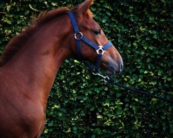 broodmare LaDana (Holsteiner, 2016, from Cicero Z van Paemel)