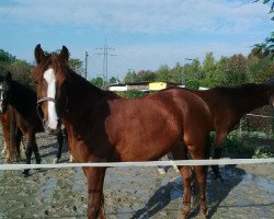 Zuchtstute Fabienne-Shadow (Deutsches Reitpony, 2010, von Souvenir-Shadow)