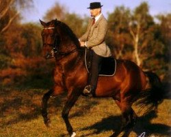 stallion Lux As (Austrian Warmblood, 1993, from Lux)