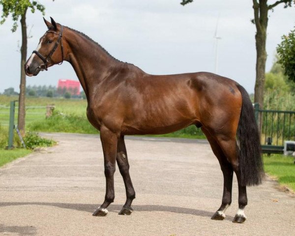 horse Goteus S (KWPN (Royal Dutch Sporthorse), 2011, from Ustinov)