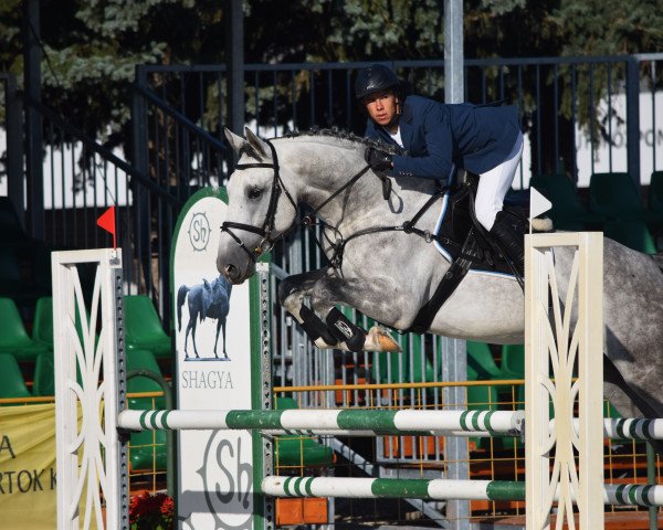 jumper Dd Blue Boy (Oldenburg show jumper, 2011, from Plot Blue)