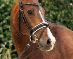 dressage horse Zaunkönig 6 (Oldenburg, 2008, from Zack)