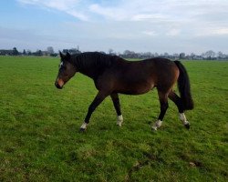 broodmare Tereusa (KWPN (Royal Dutch Sporthorse), 2000, from Heartbreaker)