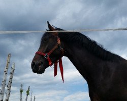 dressage horse Luke Skywalker (Zweibrücken, 2013, from Lord Leopold 7)