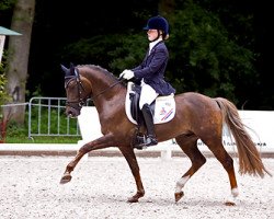 dressage horse Majos Cannon (Dutch Pony, 2002, from Marchi)