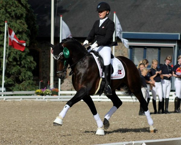 dressage horse Bjerregaards Mozart (Welsh, 2004, from Fiango W)