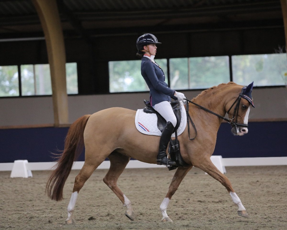 dressage horse Charina du Bois (Nederlands Rijpaarden en Pony, 2003, from Danny Gold)