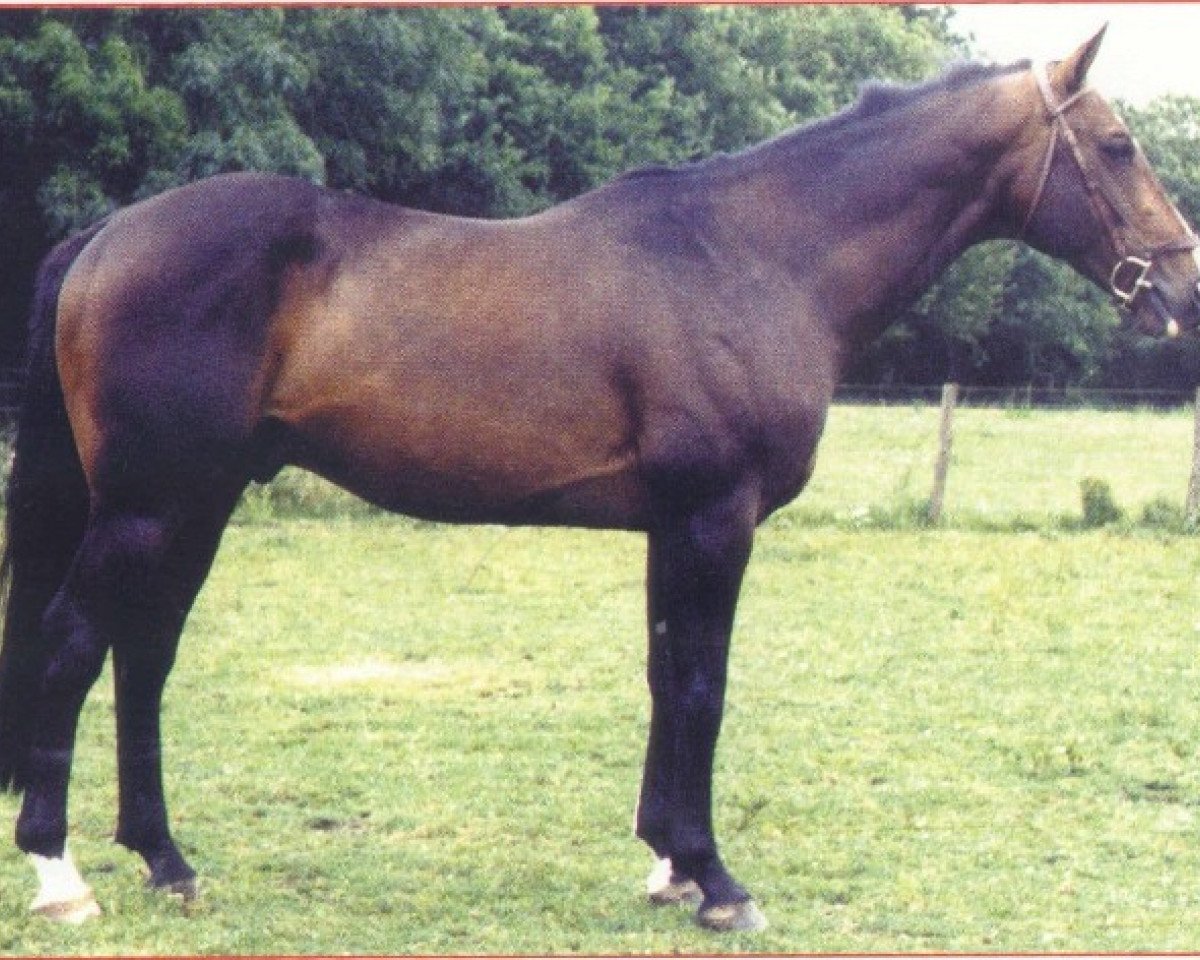 Deckhengst Nykias (Selle Français, 1979, von Nykio)