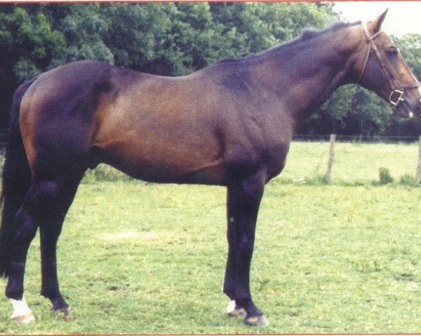 stallion Nykias (Selle Français, 1979, from Nykio)