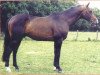 stallion Nykias (Selle Français, 1979, from Nykio)