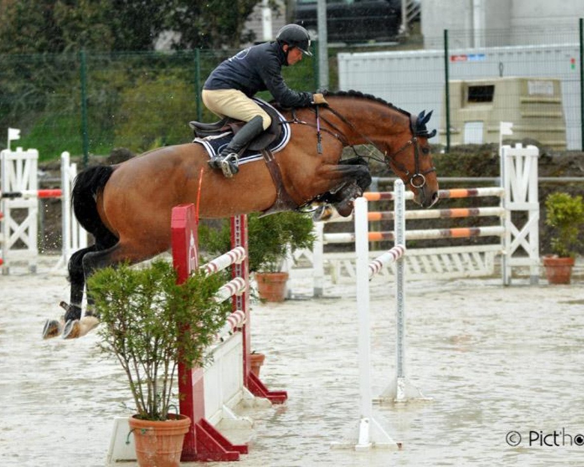 horse Tabac des Forets (Selle Français, 2007, from Orlando van de Heffinck)