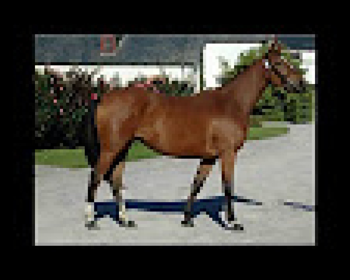 broodmare Joy de Jaipur (Selle Français, 1997, from Papillon Rouge)