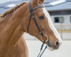 Zuchtstute Uvola (KWPN (Niederländisches Warmblut), 2001, von Heartbreaker)