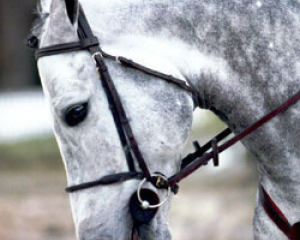 Springpferd Neofito de Tus (Selle Français, 2001, von Duc du Murier)