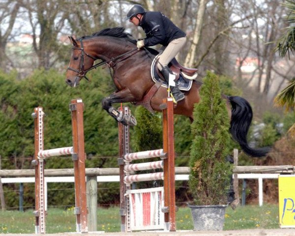 stallion R'Co Joy de Tus (Selle Français, 2005, from Parco)