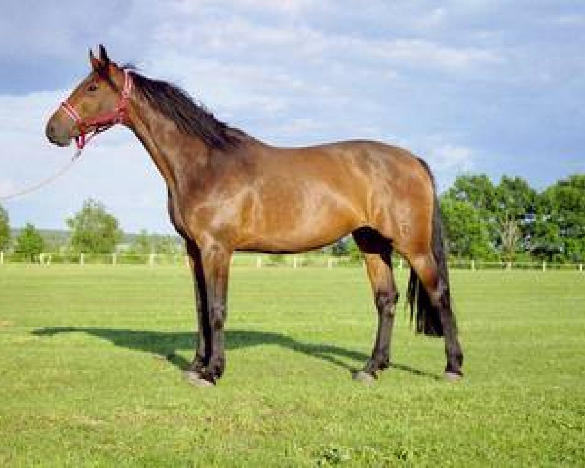 broodmare Corvette (Hanoverian, 1999, from Calido I)