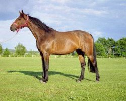 broodmare Corvette (Hanoverian, 1999, from Calido I)